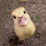 Duckface McGinty 🦆🦆🦆 的头像