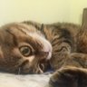 🏖Island kitty🐈 ✝️ in Lone ⭐️ State profil fotoğrafı
