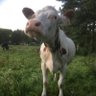 TjeerD66 profil fotoğrafı