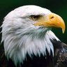 C W M J aime le Congo! profil fotoğrafı