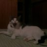 うなぎライオン profil fotoğrafı