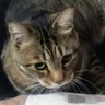 CAT 的头像
