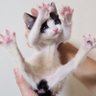 Фото профиля みにゃーにゃ