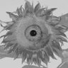 Pobedie's profile picture