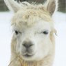 Pumpernikiel's profile picture