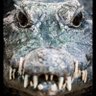 Gator996 profil fotoğrafı