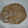 風坊主(Fujiji)'s profile picture