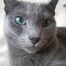 ねこねこ 的头像