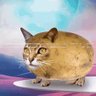 potatomantiger's profile picture