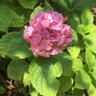 Фото профиля Sassy Amelite