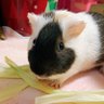 moumou3 的头像