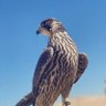 طـارق الـغـامـدي 的头像