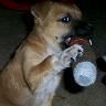 Profilbild von Gino