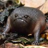 Profilbild von Average forest floor enjoyer