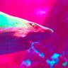 Фото профиля VaporShark Games