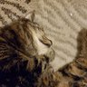 Ashley profil fotoğrafı