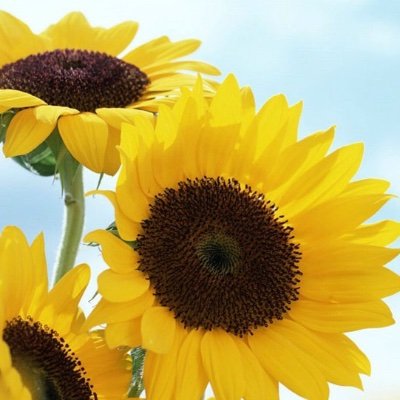 sunflower's profile picture