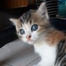 mika_hakim profil fotoğrafı