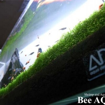 bee_aqua's profile picture