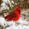 The Cardinal profil fotoğrafı