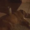 Profilbild von monster dawg