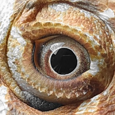 Artifijus 🦎's profile picture