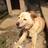 黄金丸's profile picture