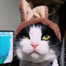 Profilbild von きょうこ