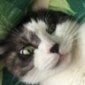 Profilbild von しおちゃ