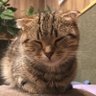 こそこそ profil fotoğrafı