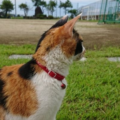 つか丸's profile picture