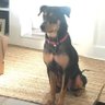 dperrino profil fotoğrafı