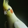 Profilbild von Berkay Efe (Sultan_)