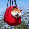Sir Pudding 2 Face's profile picture