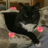 Фото профиля Joimonki 📎🇺🇸🇺🇦🇨🇦🐈🌻🌊🌈