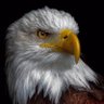 Maverick's profile picture