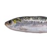 Sardinha 🤲🏻💎💎🤲🏻's profile picture