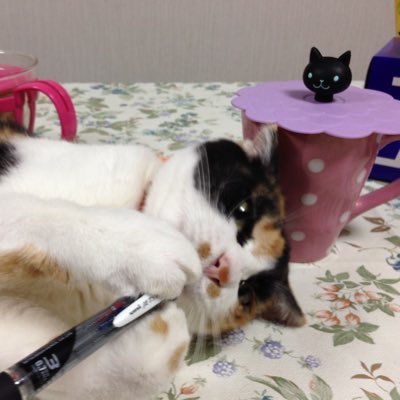 naritahoshino's profile picture