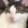 KumaKuma's profile picture