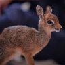 Dik Dik Marzipan's profile picture