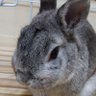 Profilbild von ヤスフミ