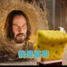 T Zi's profile picture