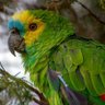 Papagaio_atento profil fotoğrafı