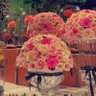 فرفرة الرياض 🧁🚙 profil fotoğrafı
