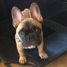 MellyBelly profil fotoğrafı