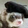 Фото профиля Sam The Faux Ferret 🇺🇸