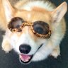 Profilbild von corgimom5