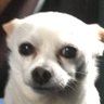 Profilbild von The Reply Guy