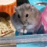 たんたん♪あまみ綾鷹☆ミ 的头像