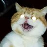 Jeff.Zorro's profile picture
